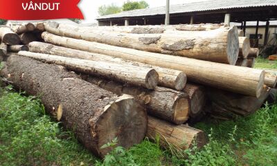 Material Lemnos: Lot 3 - 53,73 m3 lemn rotund esență rășinoasă, specia molid (a III-a licitatie)